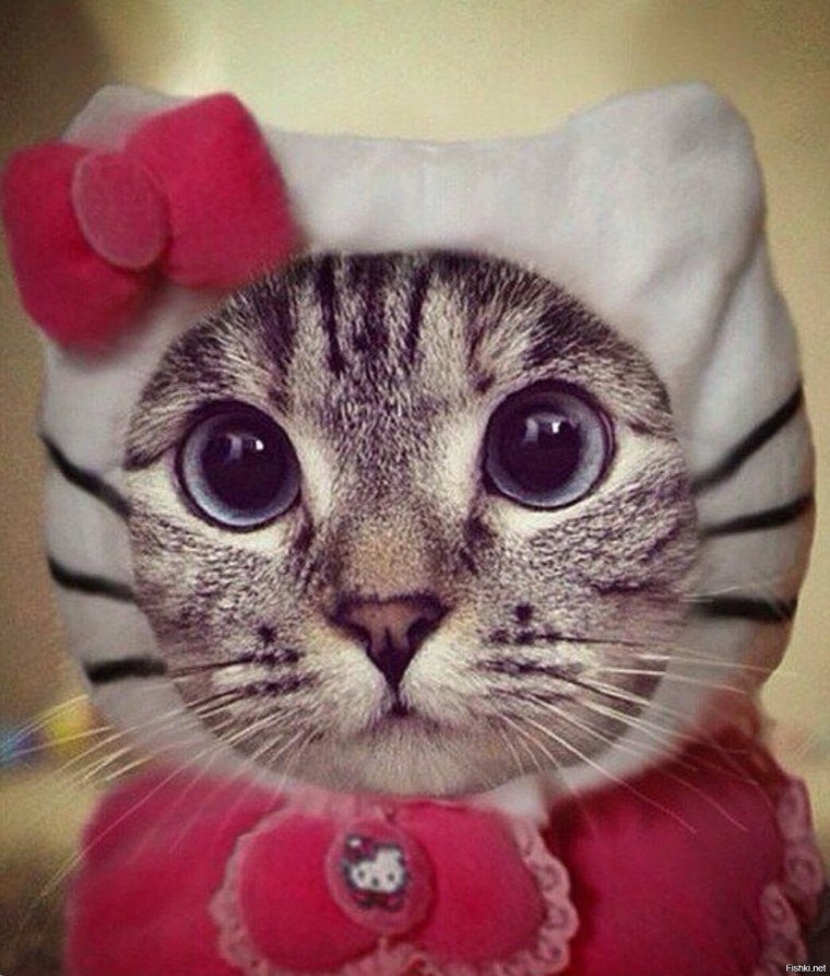 Котики смешные