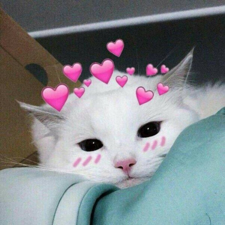 Котики с сердечками