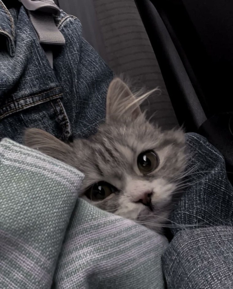 Котики на аву