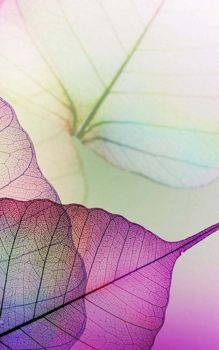 Нежно розовые цветы