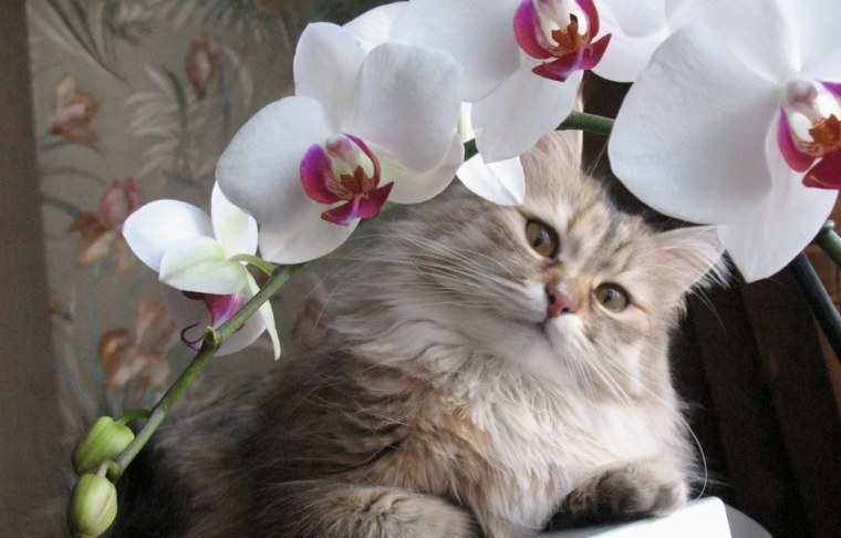 Орхидея кошка