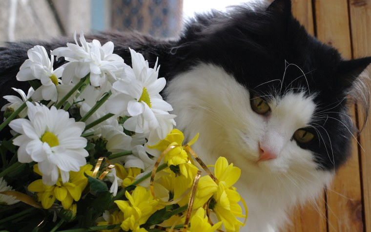 Кот с цветами