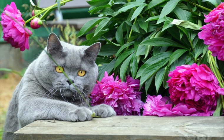 Котик с цветами