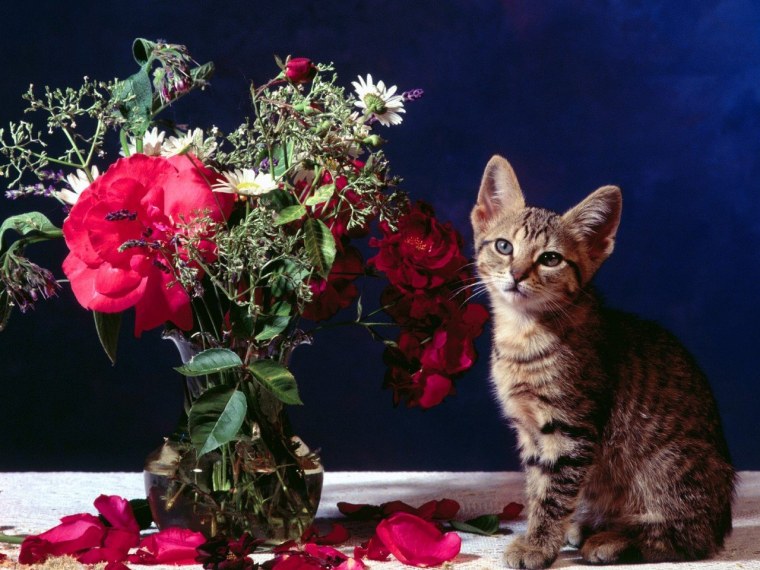 Красивые цветы и животные