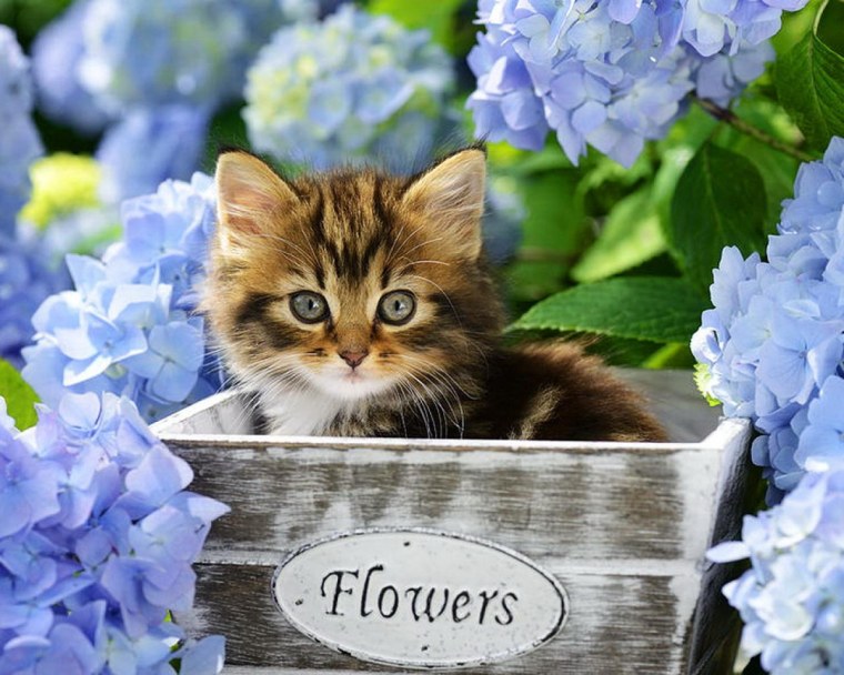 Котенок в цветах