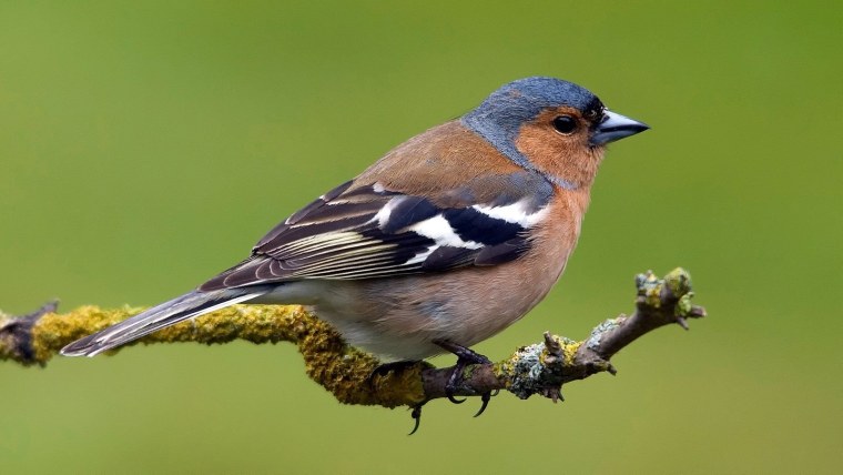 Голдианский Зяблик