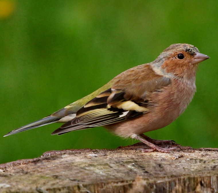 Зяблик птица Зяблик