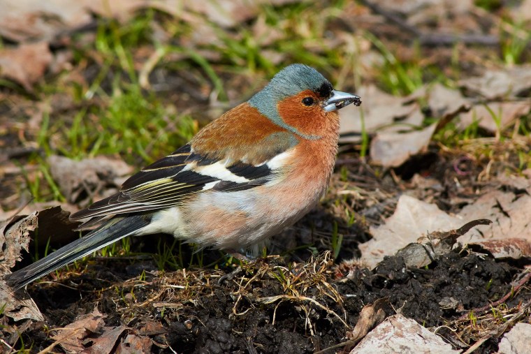 Зяблик Крымский