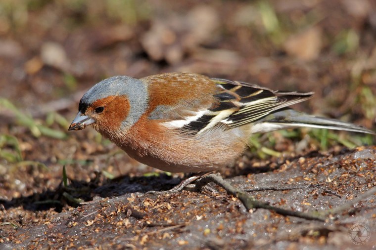 Зяблик зимует