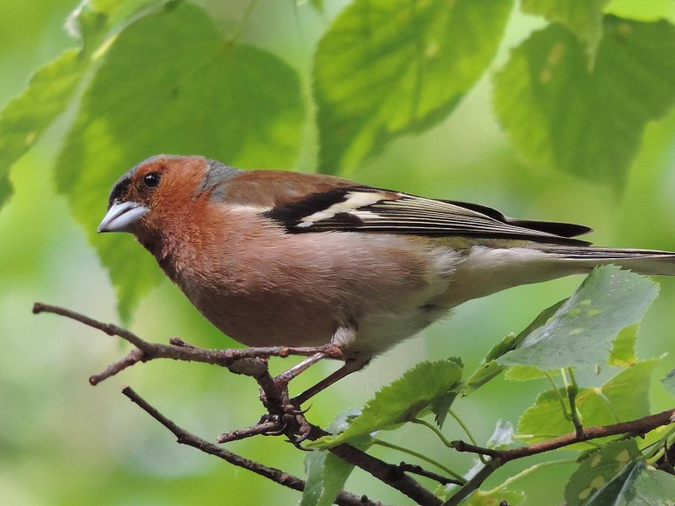 Зяблик пестрый