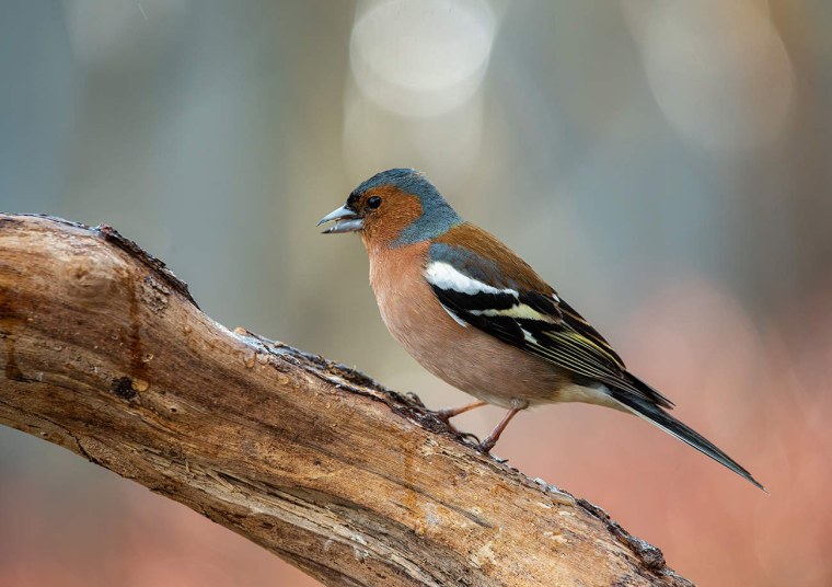 Гирканский Зяблик