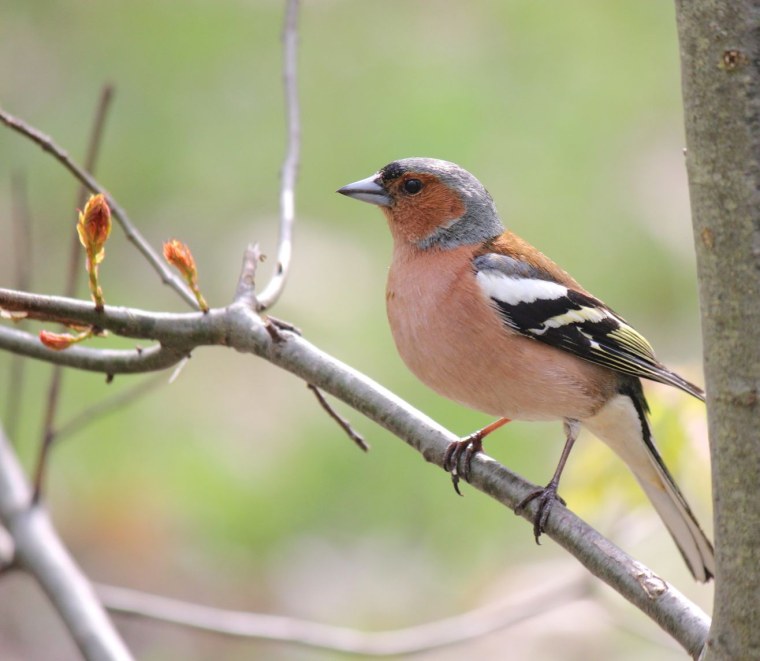 Зяблик птица