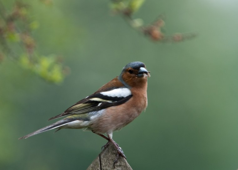 Птица Зяблик ест насекомых