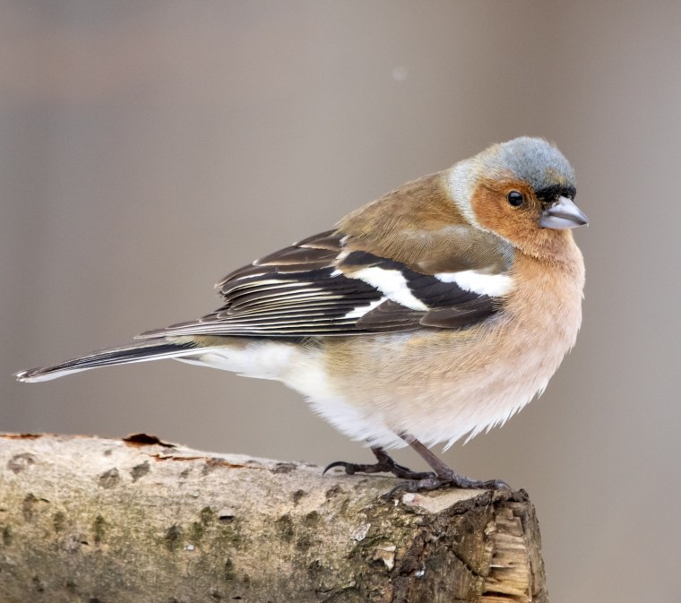Зяблик ареал