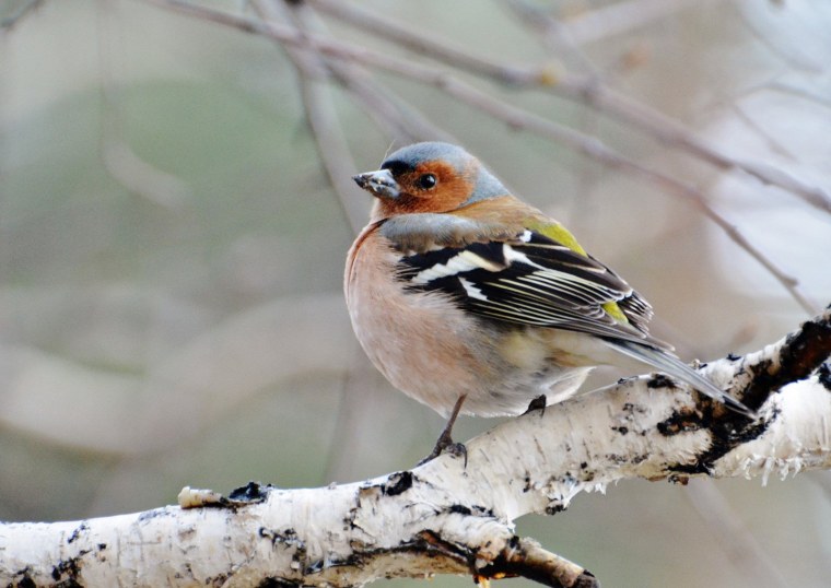 Обыкновенный Зяблик самец