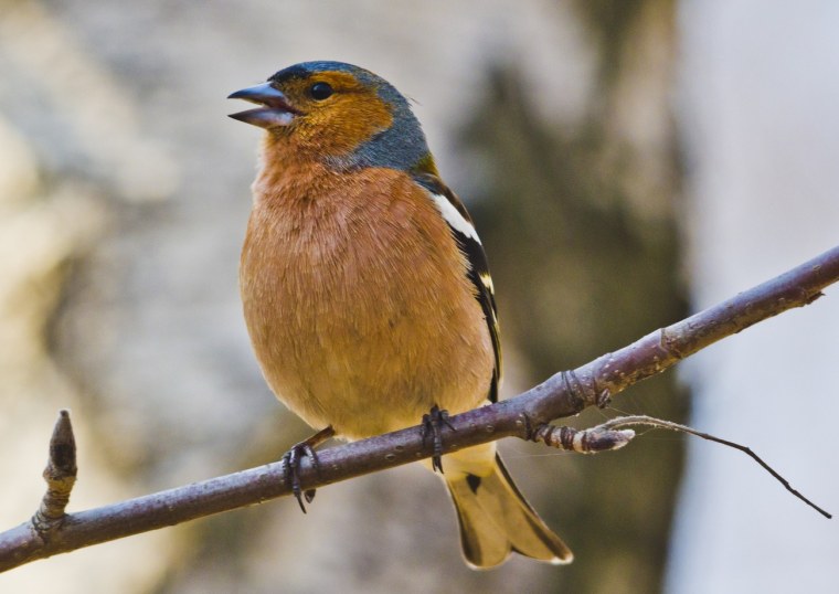 Обыкновенный Зяблик самка