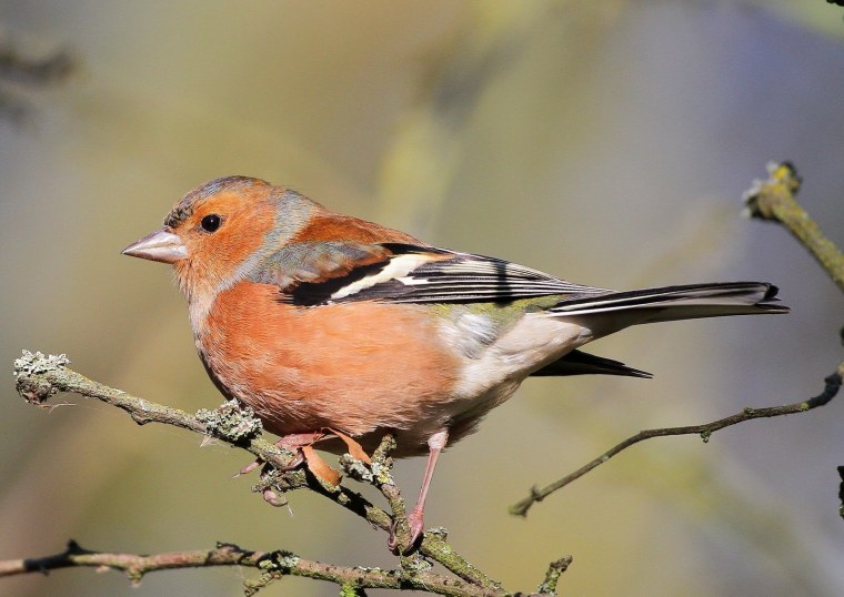 Зяблик Геншин