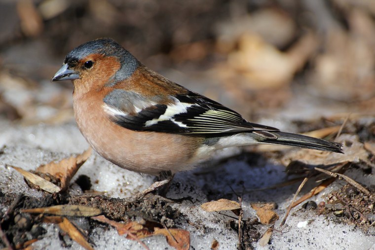 Обыкновенный Зяблик