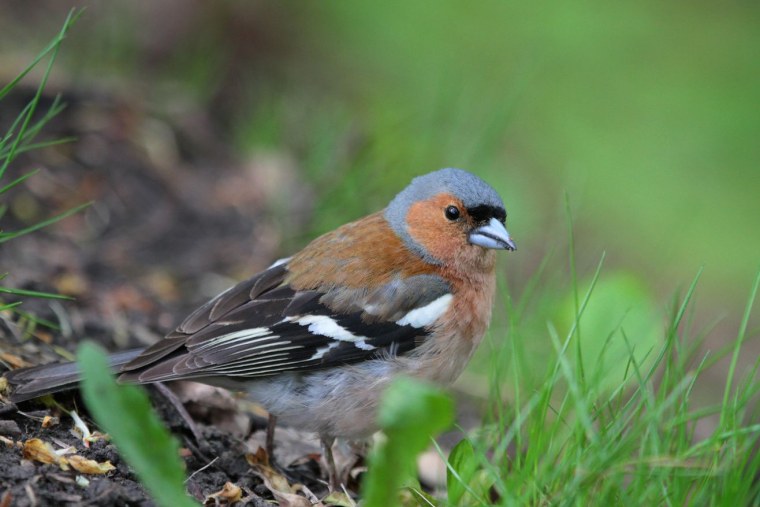 Обыкновенный Зяблик