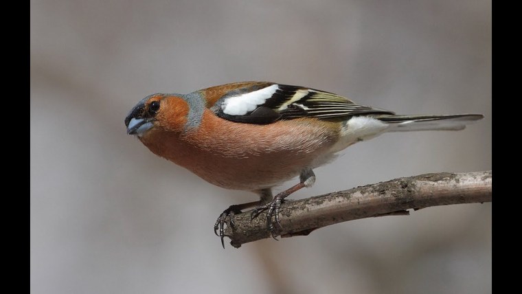 Гирканский Зяблик