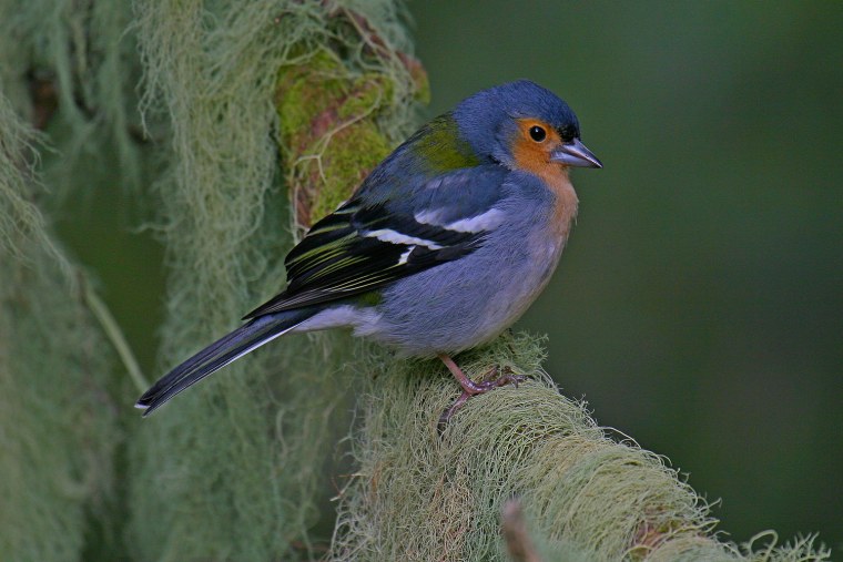 Обыкновенный Зяблик