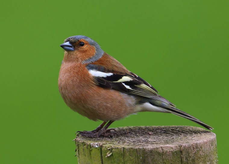 Обыкновенный Зяблик самец