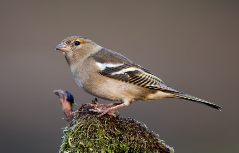 Птица Зяблик самка