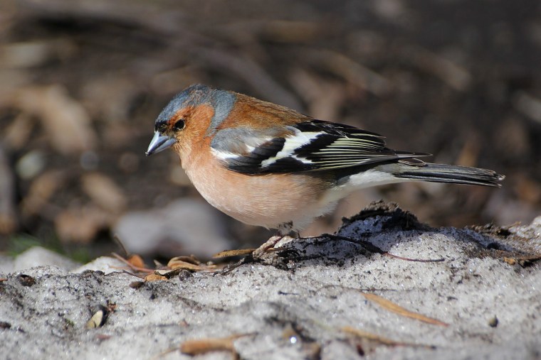 Птицы Подмосковья Зяблик