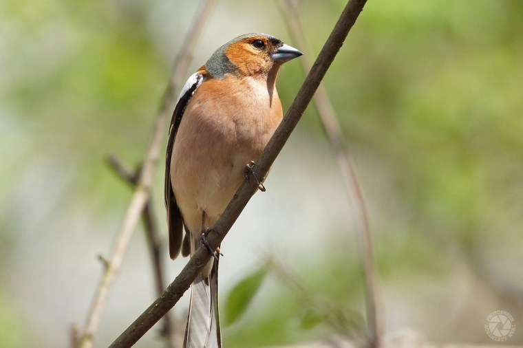 Зяблик рюмит