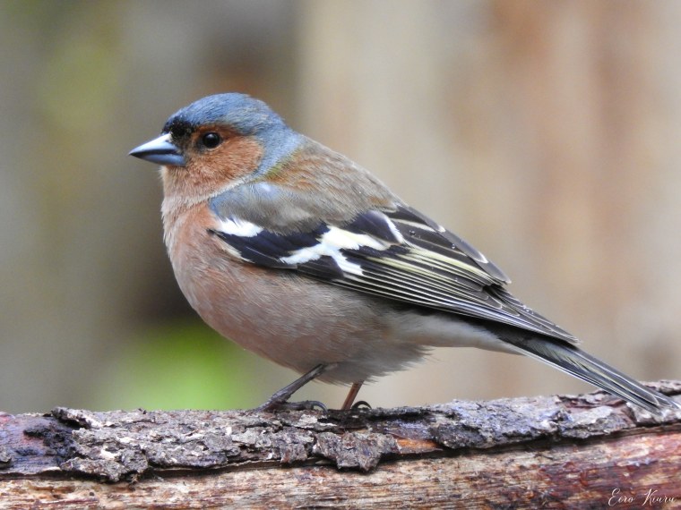 Зяблик кавказский