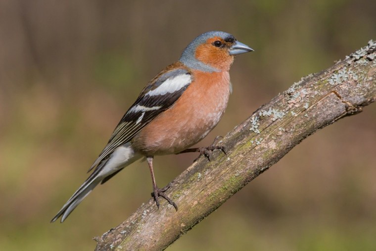 Обыкновенный Зяблик