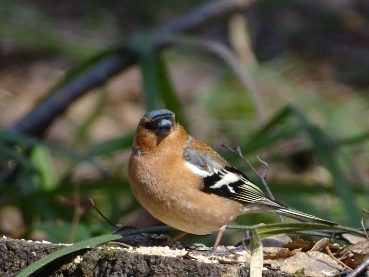 Зяблик Воронежской области
