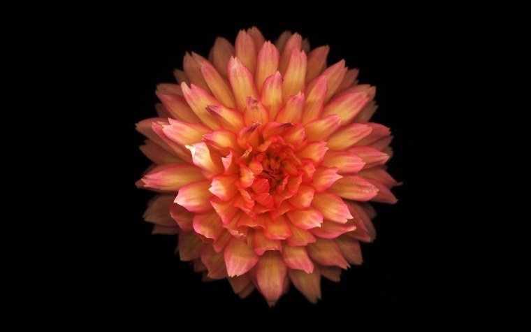 Георгин на черном фоне