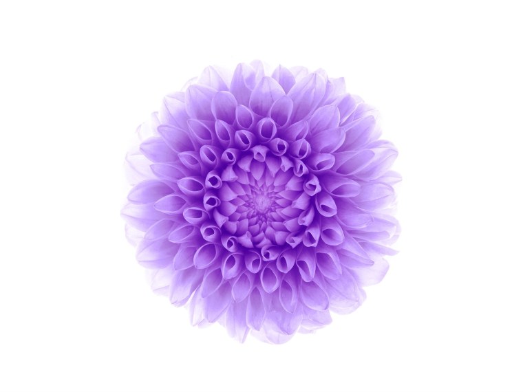 Сиреневые цветы на белом фоне
