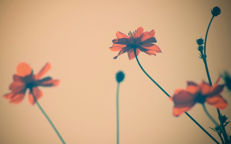 Заставка на айфон цветы на черном фоне