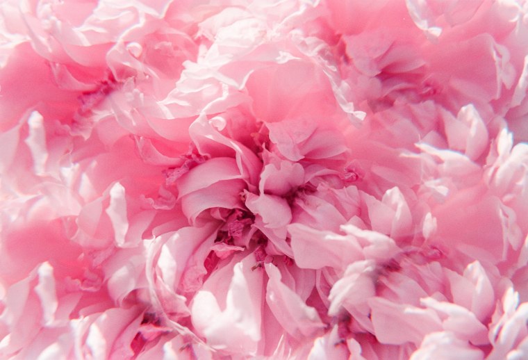 Красные пионы Пинтерест