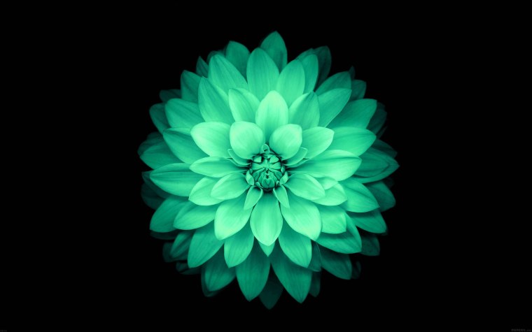 Светло голубые цветы