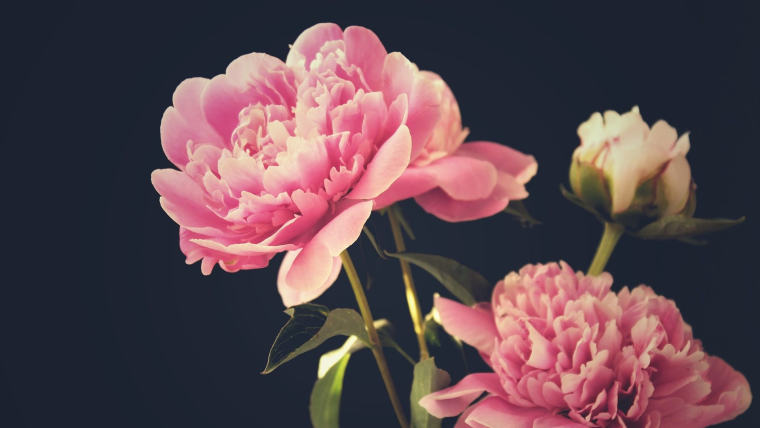 Слива и Сакура