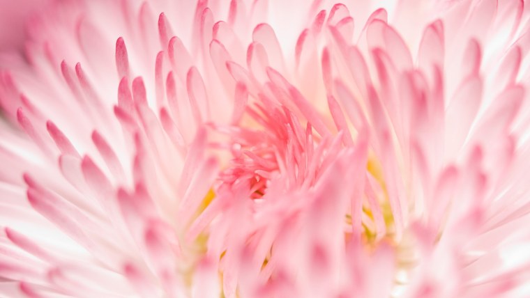 Цветы на темном фоне