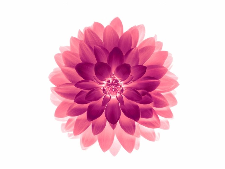 Фон рабочего стола Windows 10 цветы