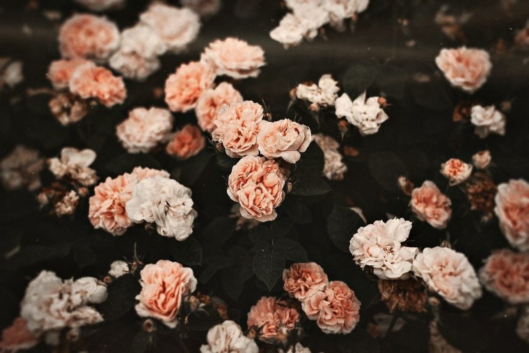 Белые цветы на черном фоне