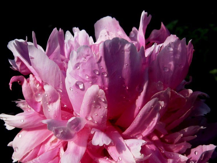 Цветы на черном фоне