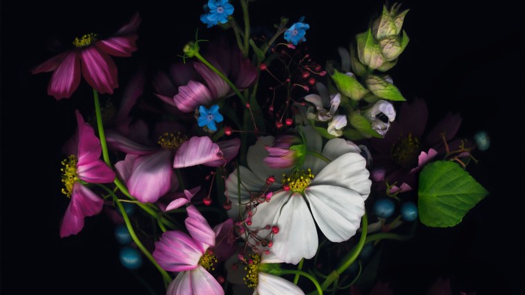 Цветы на однотонном фоне