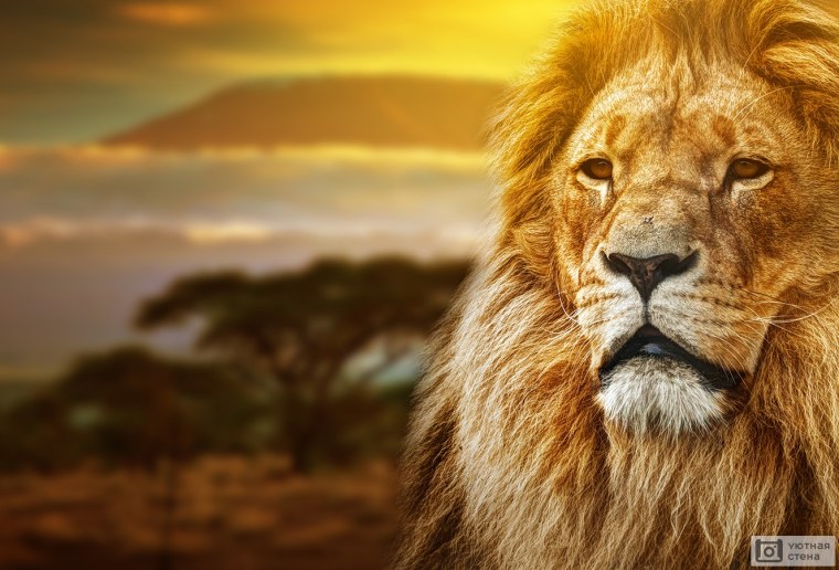 Лев фото