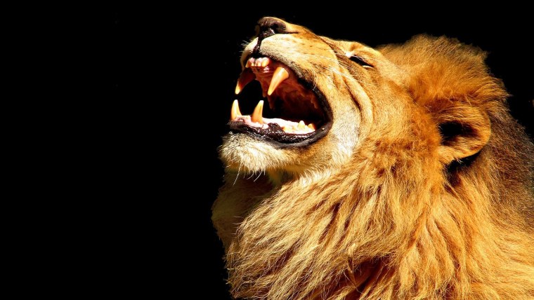 Обои на рабочий стол Лев