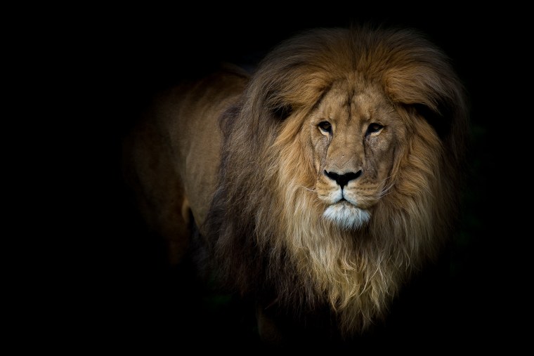 Лев фото
