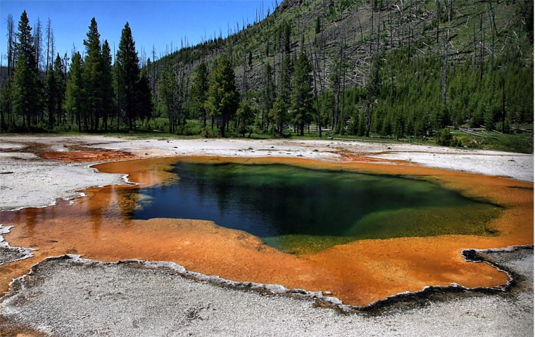 Пузырчатая ржавчина Йеллоустонский национальный парк