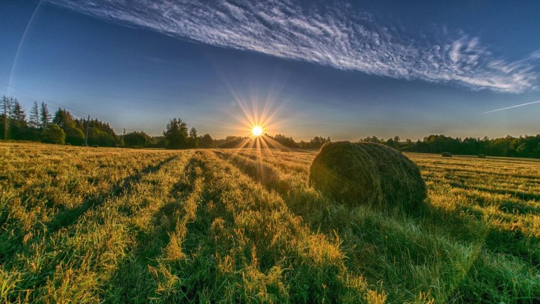 Рассвет в поле