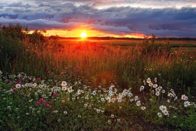 Рассвет над лугом