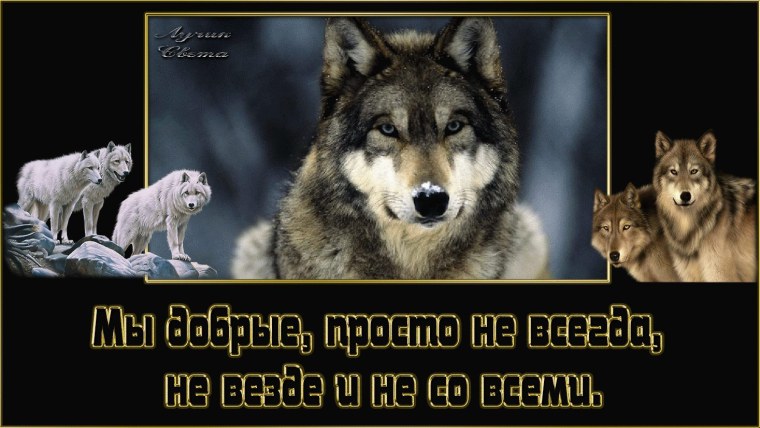 Стая Волков с надписью